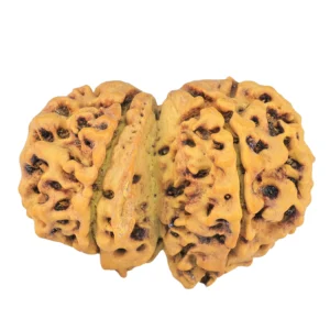 8 Mukhi G.S & Ganesh 31.6mm 5.21gm - Rudraksha back
