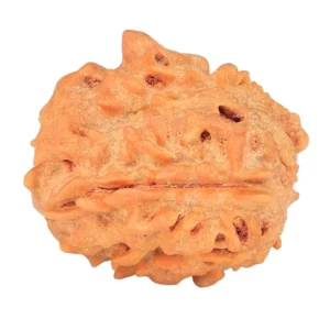 1 Mukhi Rudraksha 21.6mm 2.88gm - Rudraksha back