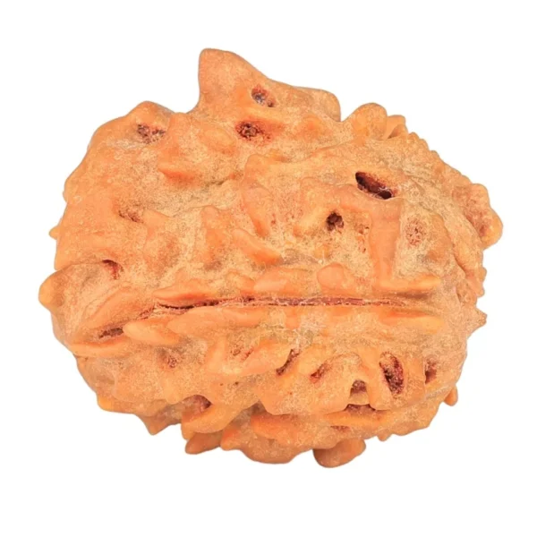 1 Mukhi Rudraksha 21.6mm 2.88gm - Rudraksha back