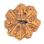8 Mukhi Rudraksha 34mm 8.93gm - Rudraksha back