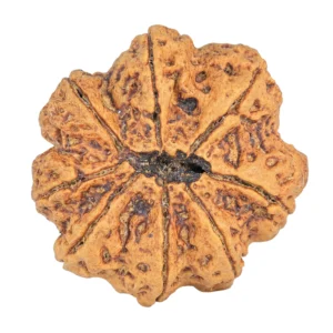 8 Mukhi Rudraksha 34mm 8.93gm - Rudraksha back
