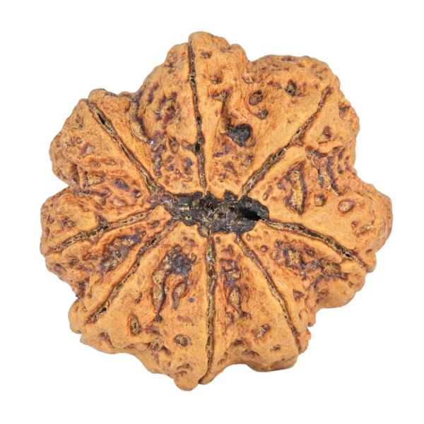 8 Mukhi Rudraksha 34mm 8.93gm - Rudraksha back