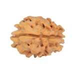 1 Mukhi Rudraksha 21.4mm 2.42gm - Rudraksha back