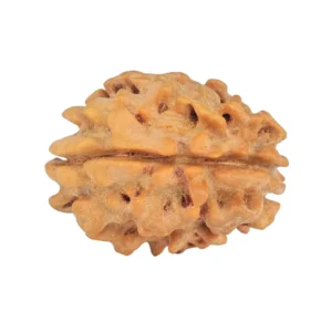 1 Mukhi Rudraksha 21.4mm 2.42gm - Rudraksha back