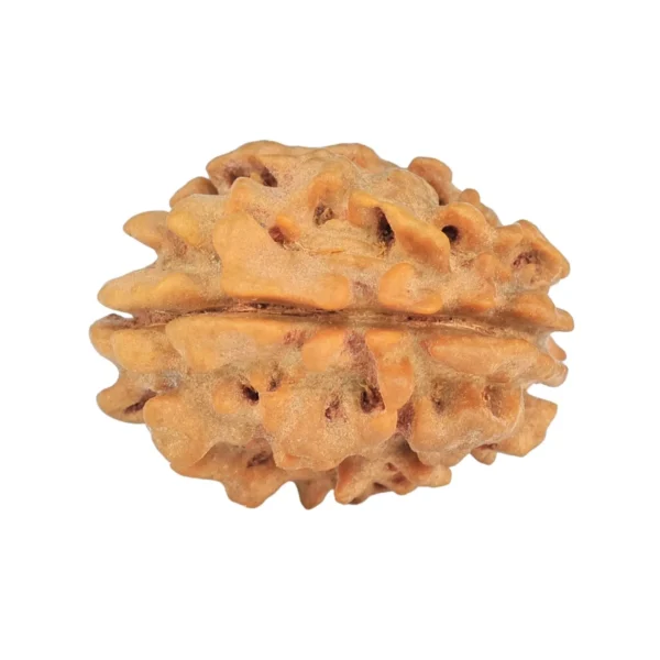 1 Mukhi Rudraksha 21.4mm 2.42gm - Rudraksha back