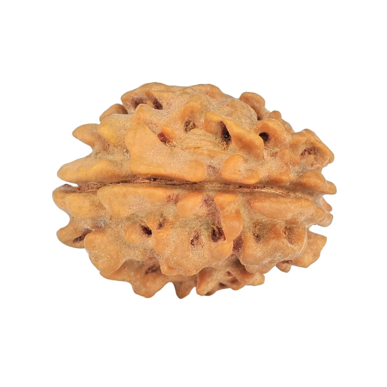 1 Mukhi Rudraksha 21.4mm 2.42gm - Rudraksha back