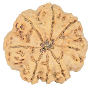 8 Mukhi Rudraksha 29.4mm 7.09gm - Rudraksha back