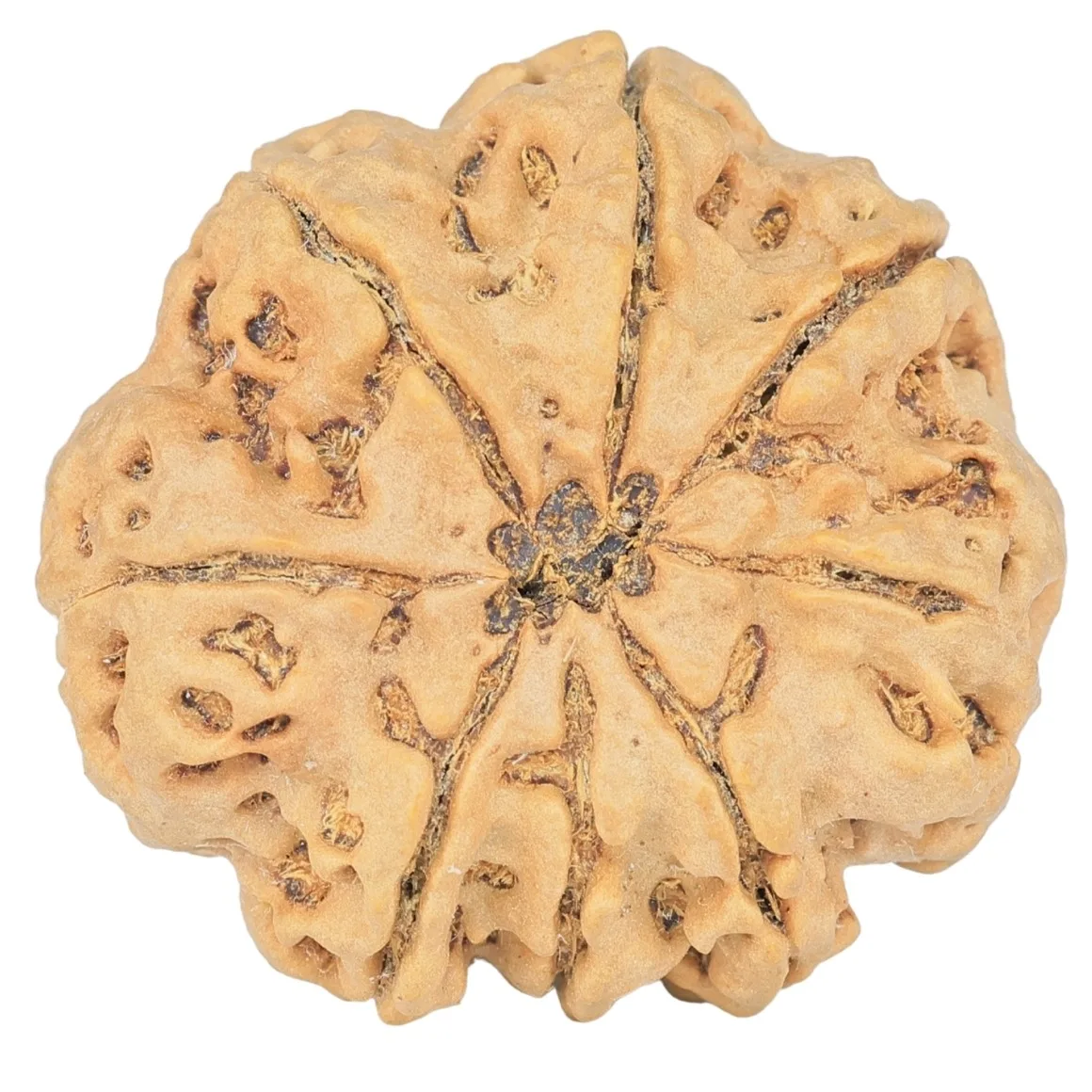8 Mukhi Rudraksha 29.4mm 7.09gm - Rudraksha back