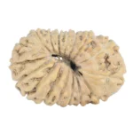 17 Mukhi Rudraksha 19.9mm 0.9gm - Rudraksha back