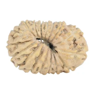 17 Mukhi Rudraksha 19.9mm 0.9gm - Rudraksha back