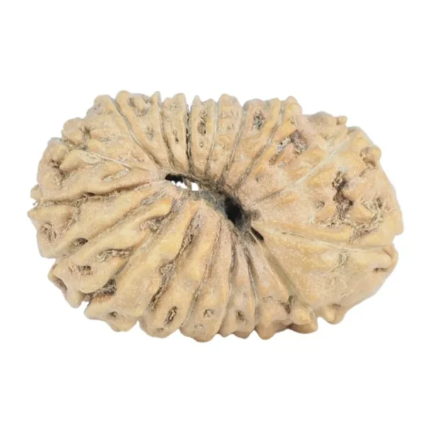 17 Mukhi Rudraksha 19.9mm 0.9gm - Rudraksha back