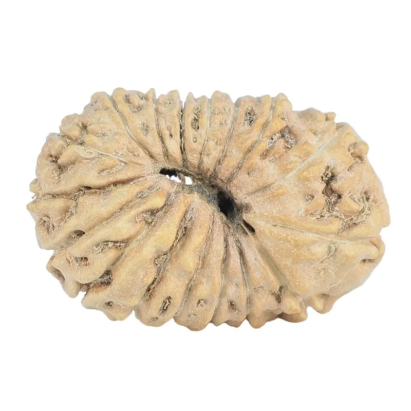 17 Mukhi Rudraksha 19.9mm 0.9gm - Rudraksha back