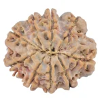 9 Mukhi Rudraksha 28.2mm 6.09gm - Rudraksha back