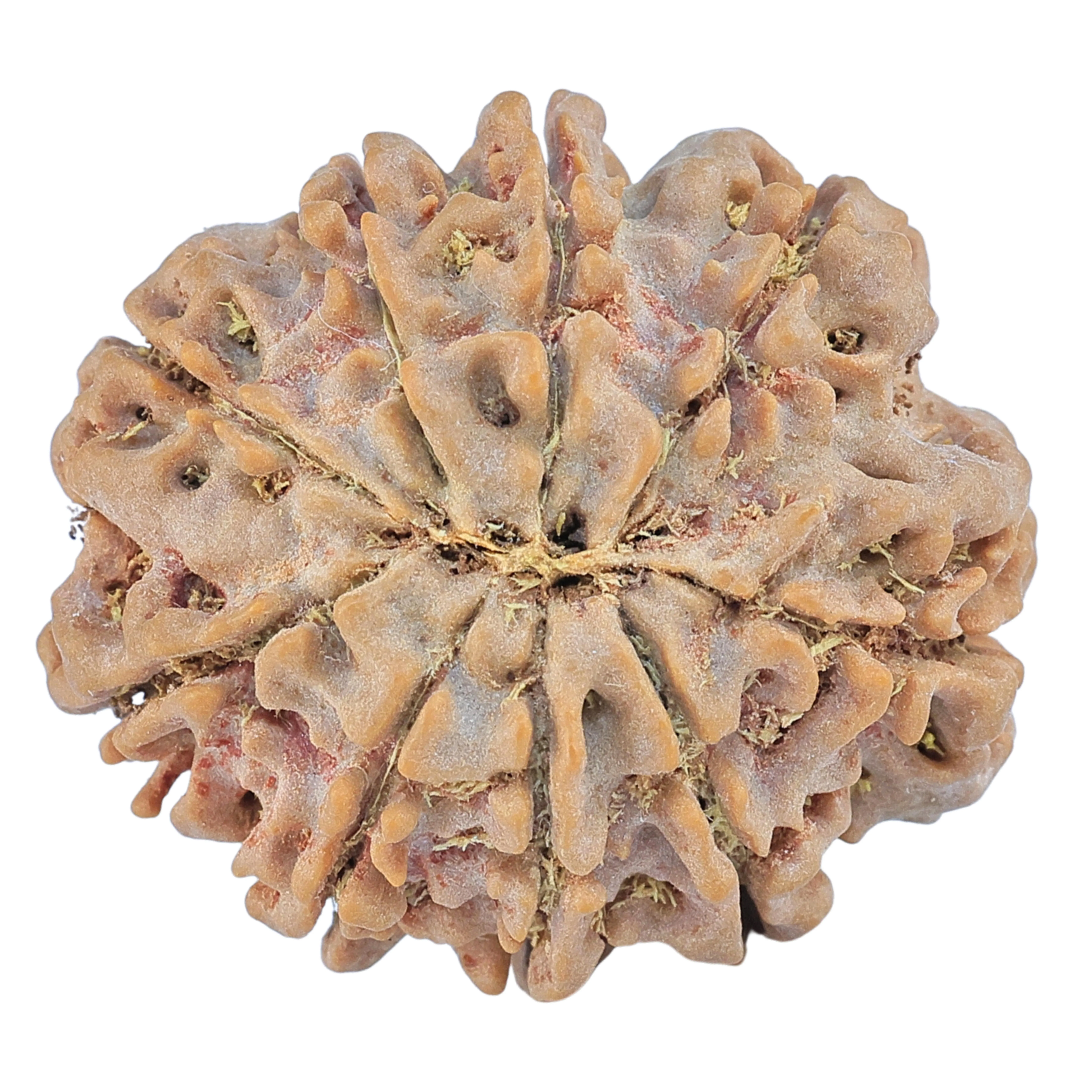 rudraksha_back_image-HjpdL.jpg 9 Mukhi Rudraksha 28.2mm 6.09gm - Rudraksha back