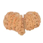 12 MK Gaurishankar 40.5mm 8.83gm - Rudraksha back