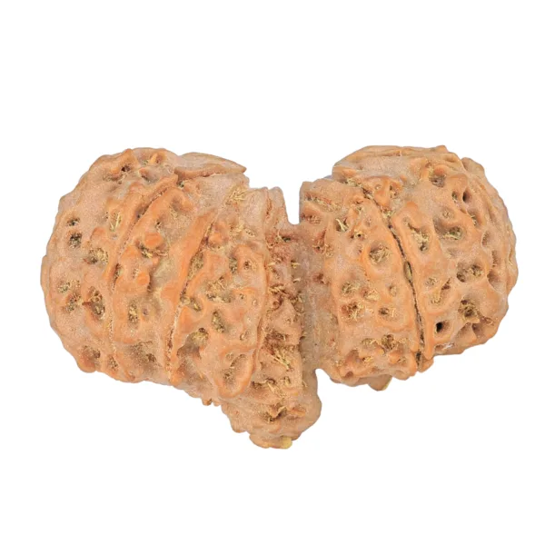12 MK Gaurishankar 40.5mm 8.83gm - Rudraksha back