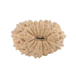 17 Mukhi Rudraksha 14.5mm 0.56gm - Rudraksha back