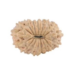 17 Mukhi Rudraksha 14.5mm 0.56gm - Rudraksha back
