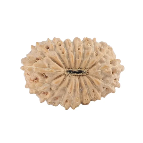 17 Mukhi Rudraksha 14.5mm 0.56gm - Rudraksha back