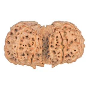 10 Mk Gaurishankar 39.4mm 9gm - Rudraksha back