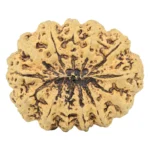 13 Mukhi Rudraksha 34.1mm 6.83gm - Rudraksha back