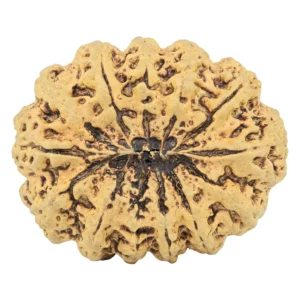 13 Mukhi Rudraksha 34.1mm 6.83gm - Rudraksha back