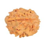 1 Mukhi Rudraksha 21mm 2.49gm - Rudraksha back