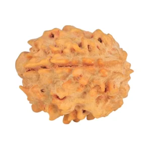 1 Mukhi Rudraksha 21mm 2.49gm - Rudraksha back