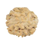 1 Mukhi Rudraksha 18.1mm 1.82gm - Rudraksha back