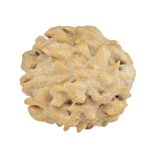 1 Mukhi Rudraksha 18.1mm 1.82gm - Rudraksha back