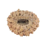 17 Mukhi Rudraksha 17.3mm 1.09gm - Rudraksha back