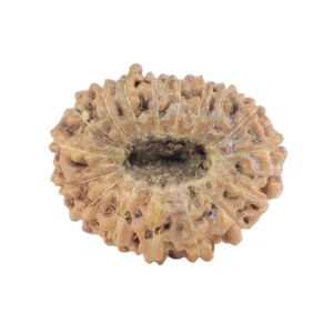 17 Mukhi Rudraksha 17.3mm 1.09gm - Rudraksha back