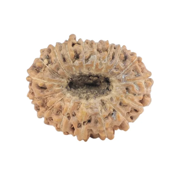 17 Mukhi Rudraksha 17.3mm 1.09gm - Rudraksha back