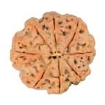 8 Mukhi Rudraksha 25.7mm 5.42gm - Rudraksha back
