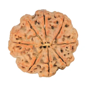 8 Mukhi Rudraksha 25.7mm 5.42gm - Rudraksha back