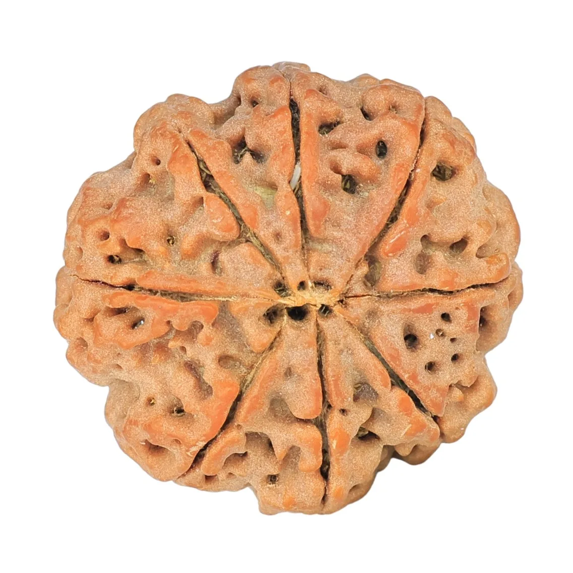 8 Mukhi Rudraksha 25.7mm 5.42gm - Rudraksha back