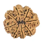 8 Mukhi Rudraksha 27.3mm 5.42gm - Rudraksha back