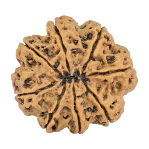 8 Mukhi Rudraksha 27.3mm 5.42gm - Rudraksha back
