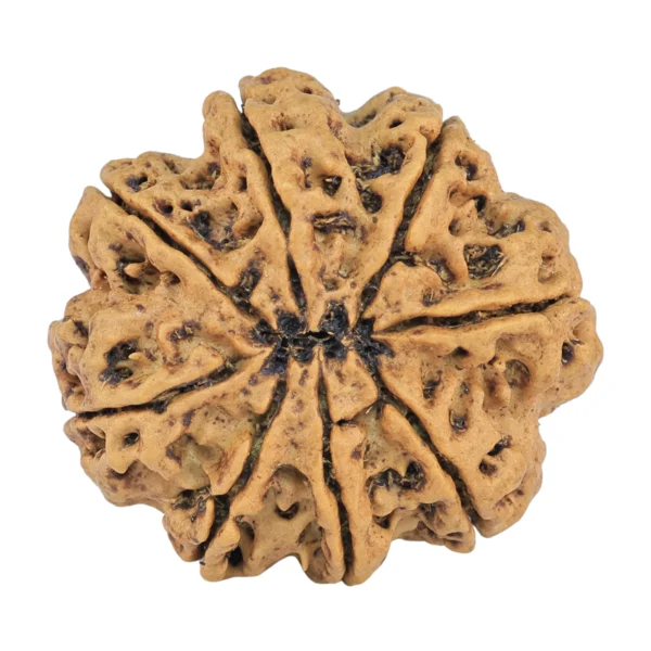 8 Mukhi Rudraksha 27.3mm 5.42gm - Rudraksha back