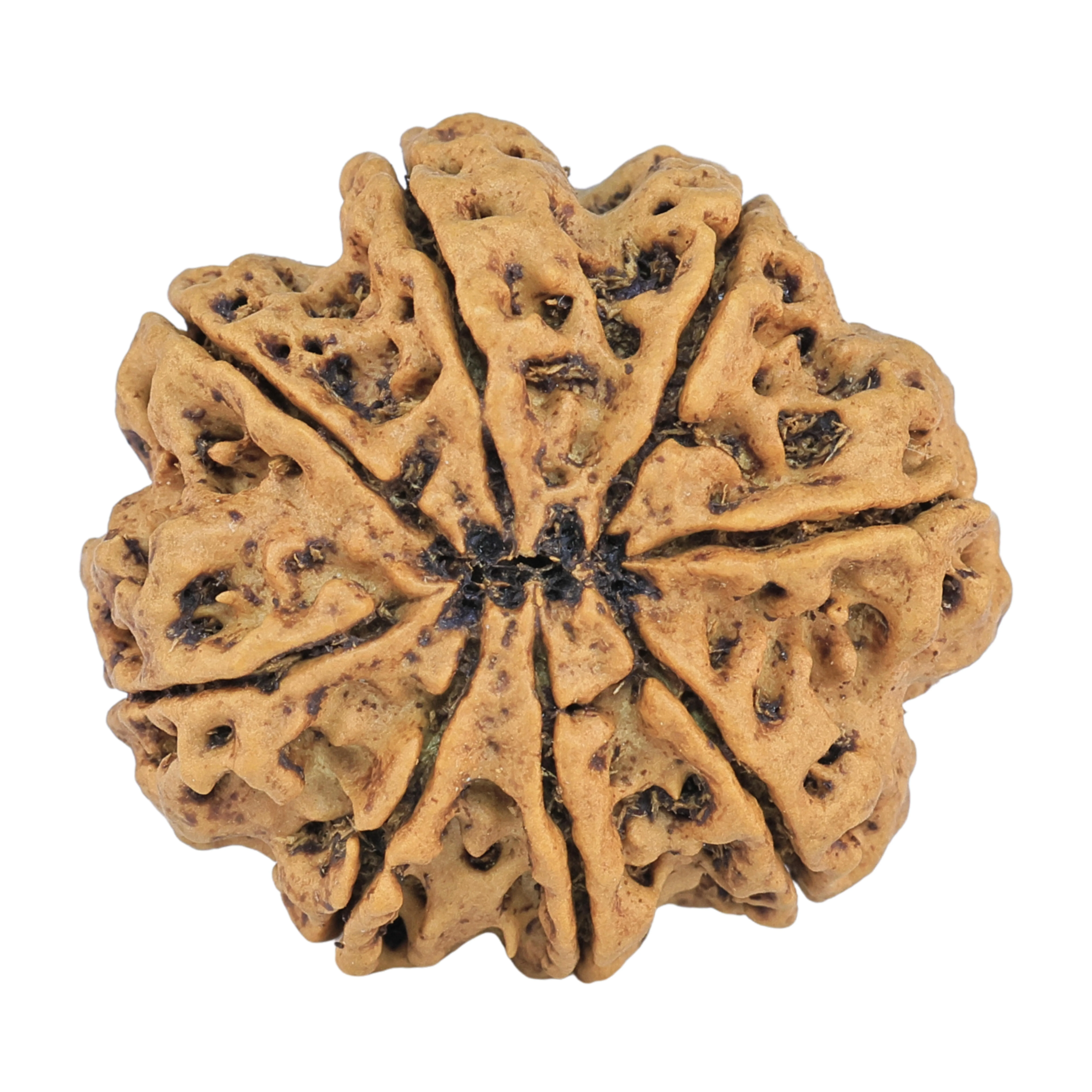 8 Mukhi Rudraksha 27.3mm 5.42gm - Rudraksha back