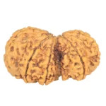 10 Mk Gaurishankar 38.9mm 8.21gm - Rudraksha back