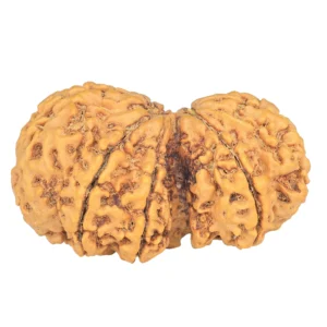 10 Mk Gaurishankar 38.9mm 8.21gm - Rudraksha back
