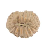 17 Mukhi Rudraksha 14.3mm 0.8gm - Rudraksha back