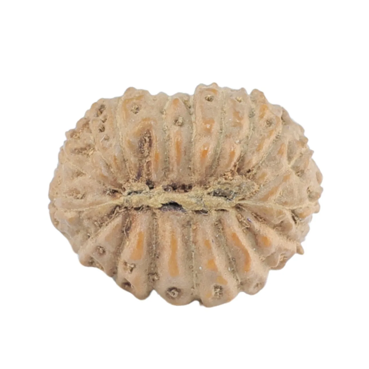 rudraksha_back_image-IzYwc.jpg 17 Mukhi Rudraksha 14.3mm 0.8gm - Rudraksha back