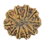 10 Mukhi Rudraksha 31.1mm 6.2gm - Rudraksha back