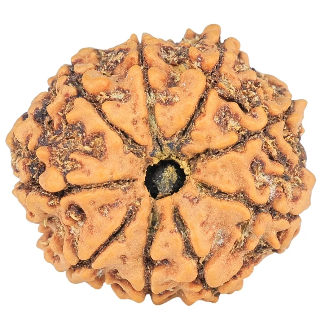 9 Mukhi Rudraksha 22.2mm 3gm - Rudraksha back