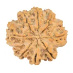 8 Mukhi Rudraksha 26.9mm 4.9gm - Rudraksha back