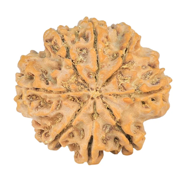 8 Mukhi Rudraksha 26.9mm 4.9gm - Rudraksha back