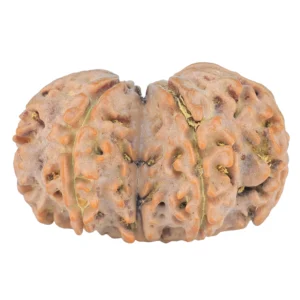 7 MK Gaurishankar 30.7mm 5gm - Rudraksha back