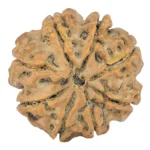 8 Mukhi Rudraksha 25.3mm 5.18gm - Rudraksha back